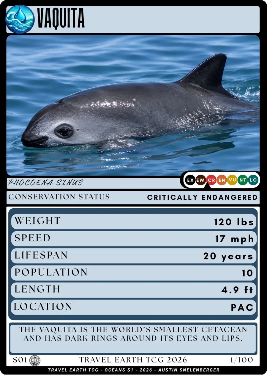 Vaquita card