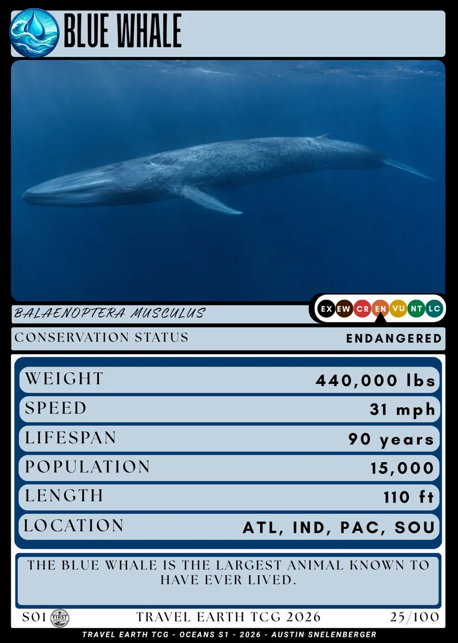 Blue Whale