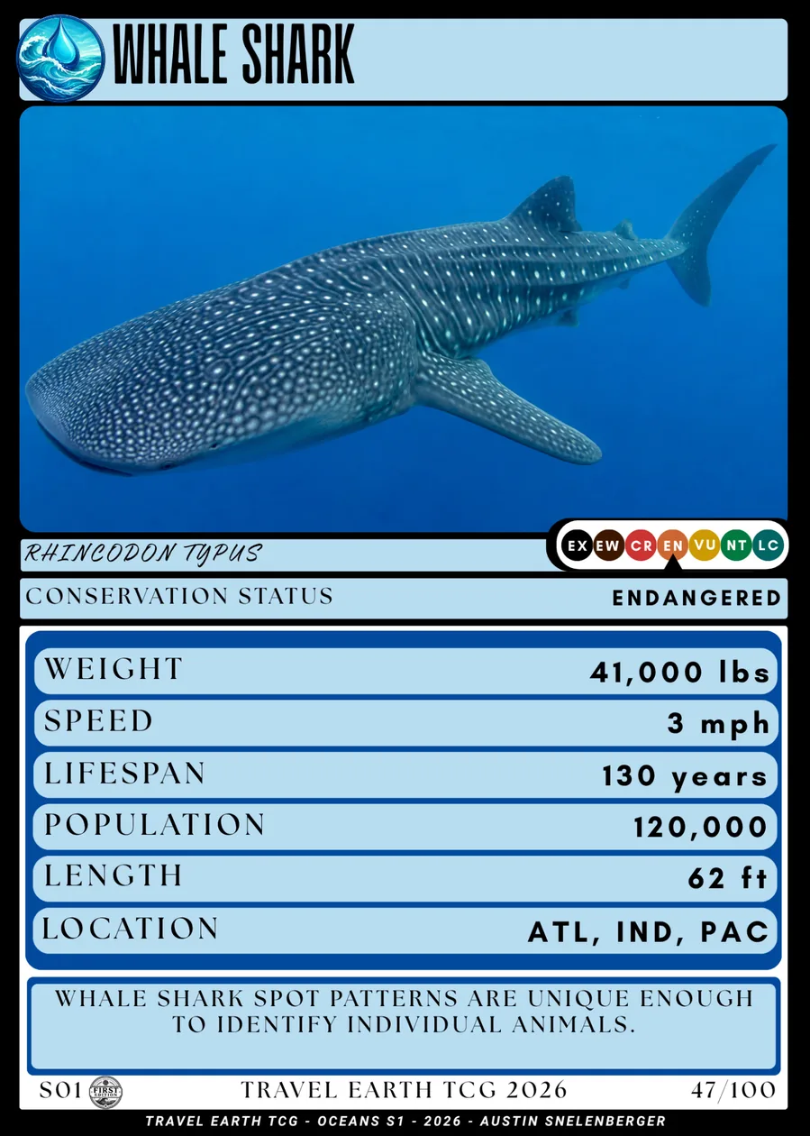 Whale shark card