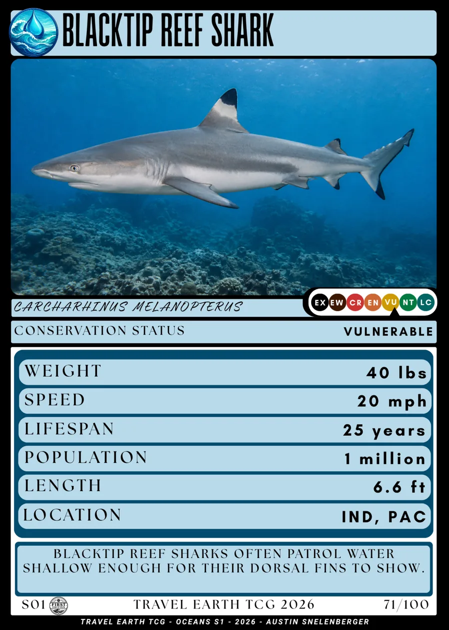 Blacktip Reef Shark